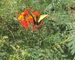Butterfly | Miriam Sadow